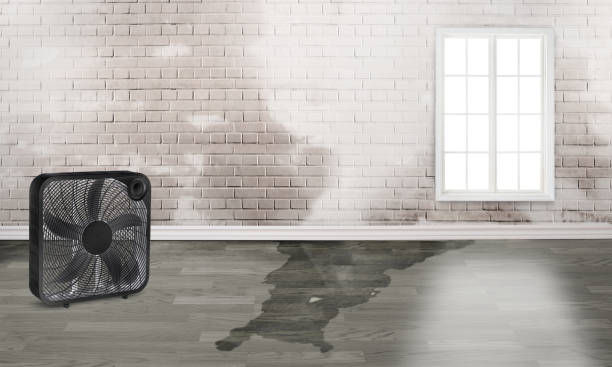 Best Carpet water damage restoration  in Johnson Creek, WI